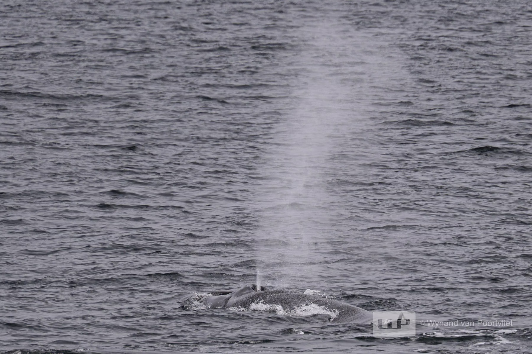 Fin Whale - Spitsbergen, Svalbard (2026)