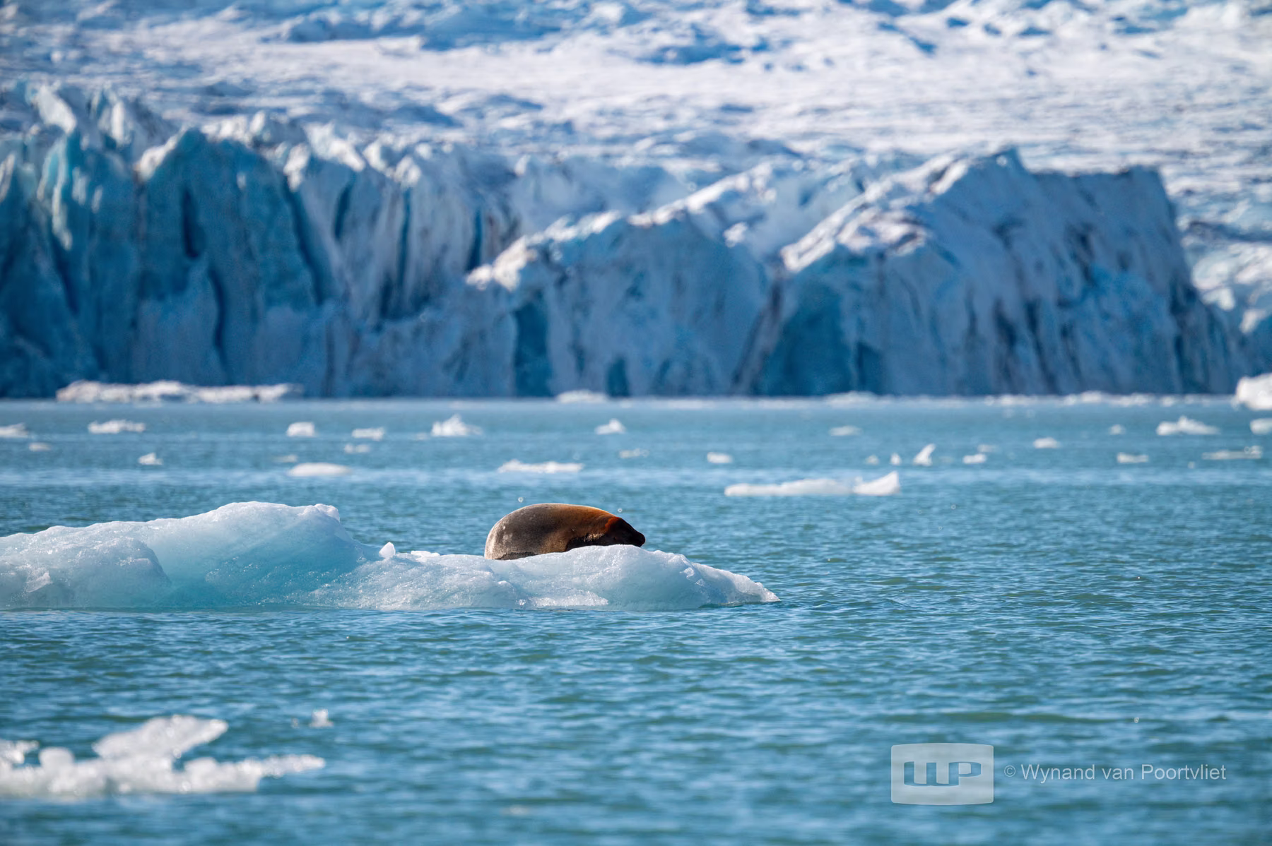Bearded seal - Liefdeflorden - Monacobreen, Spitsbergen, Svalbard