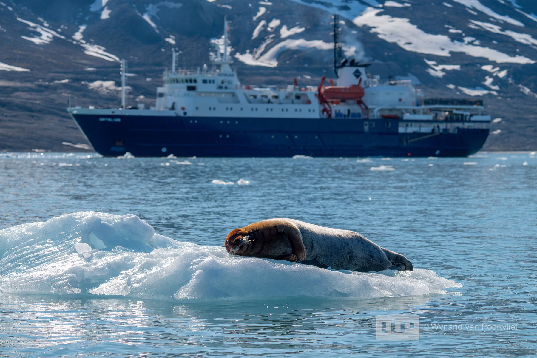 Bearded seal - Liefdeflorden - Monacobreen, Spitsbergen, Svalbard