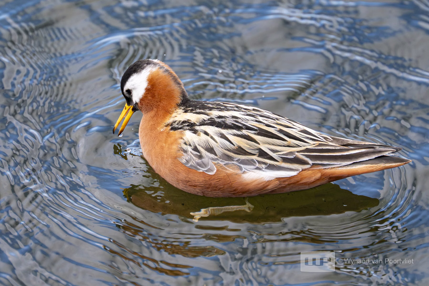 Grey Phalarope Bjorndalle -  Longyearbyen, Spitsbergen, Svalbard (2026)