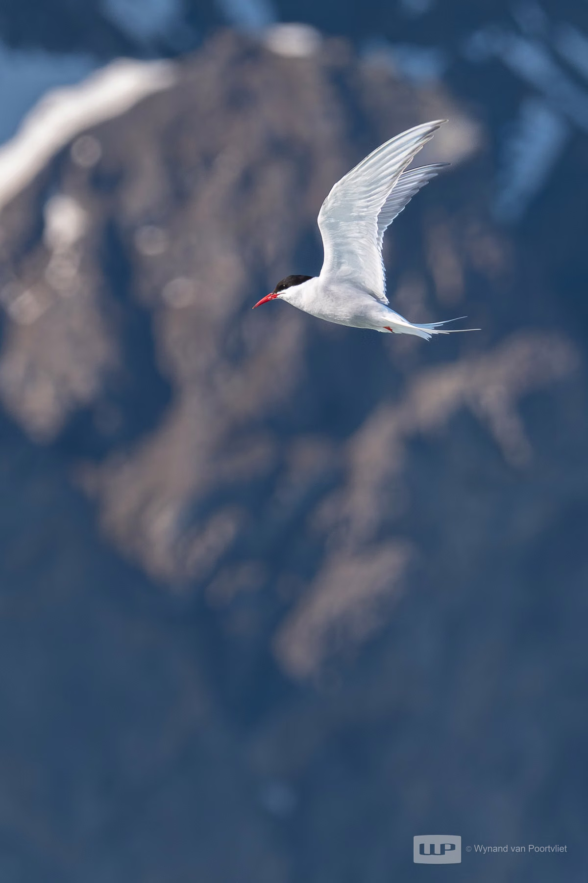 Artic Tern - Liefdeflorden - Monacobreen, Spitsbergen, Svalbard