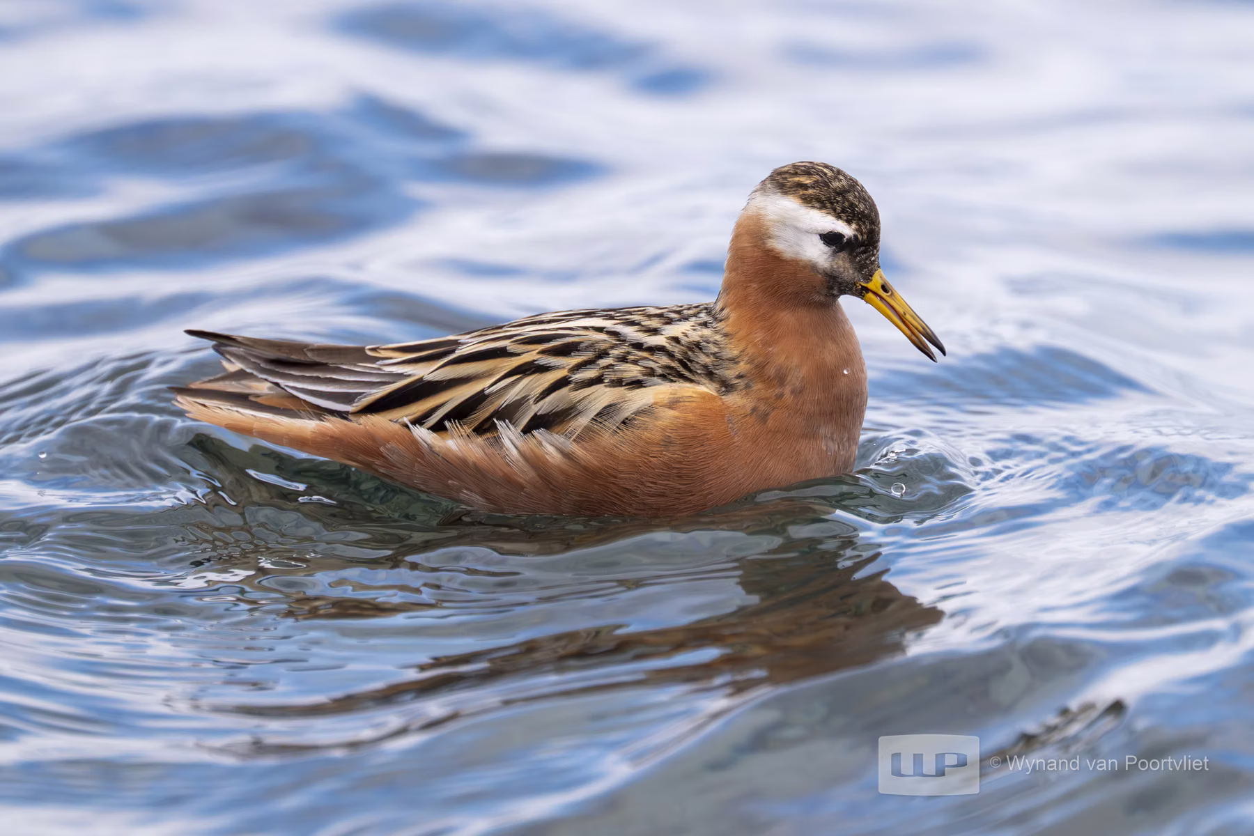 Grey Phalarope Bjorndalle -  Longyearbyen, Spitsbergen, Svalbard (2026)