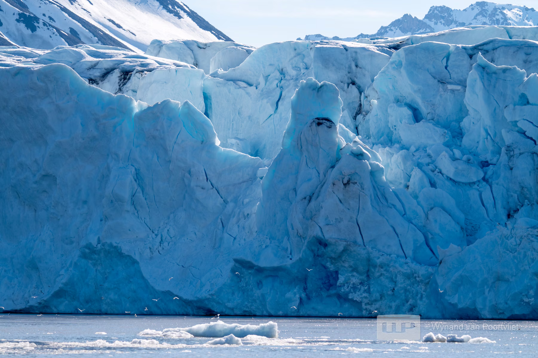 Liefdeflorden - Monacobreen, Spitsbergen, Svalbard