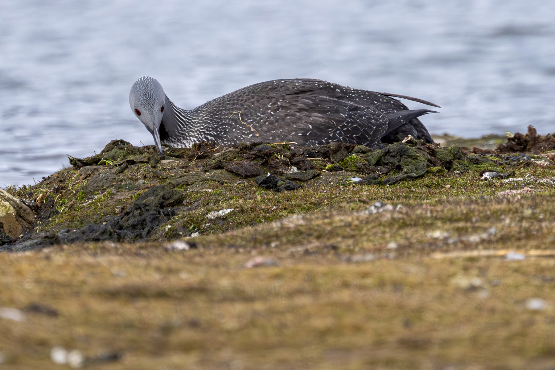 Red-throated diver - Bjorndalle -  Longyearbyen, Spitsbergen, Svalbard