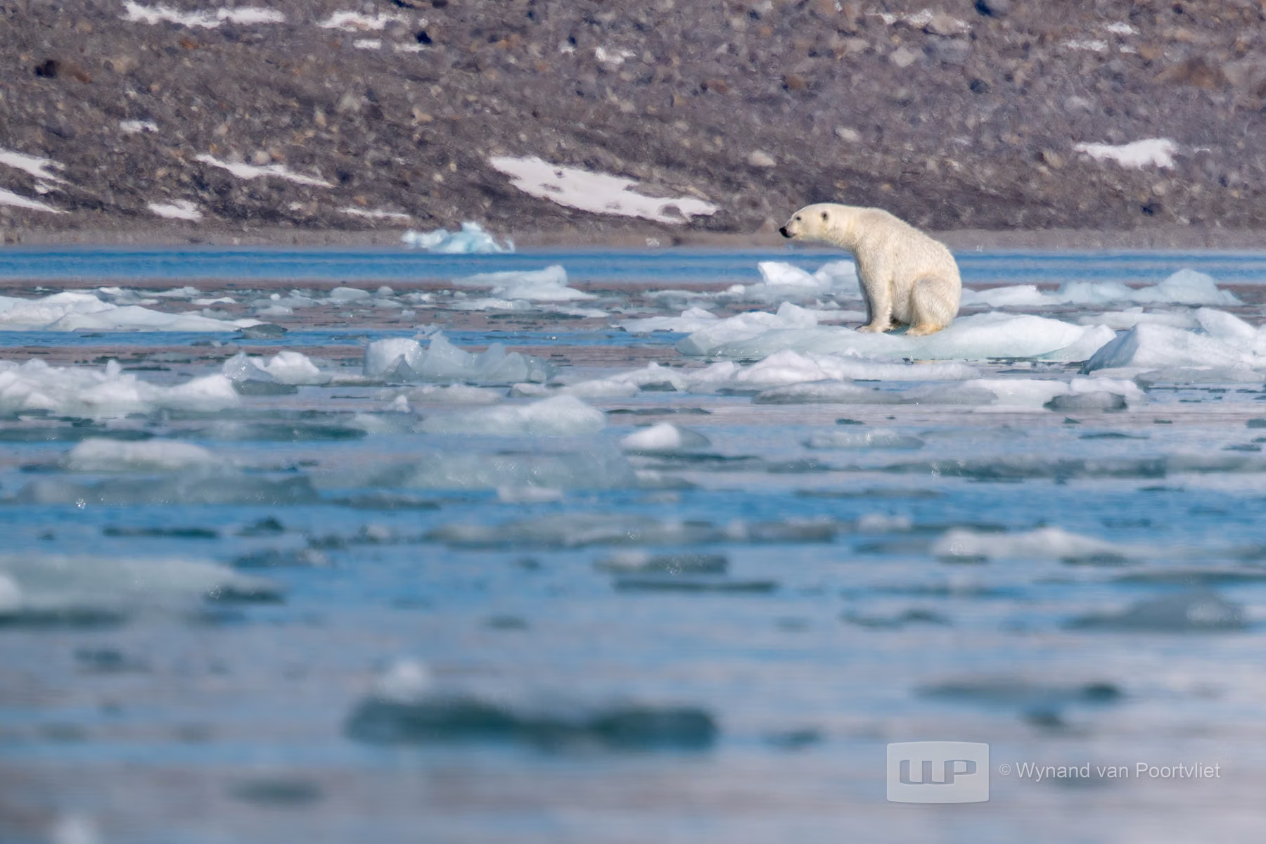 Polar Bear - Liefdeflorden - Monacobreen, Spitsbergen, Svalbard