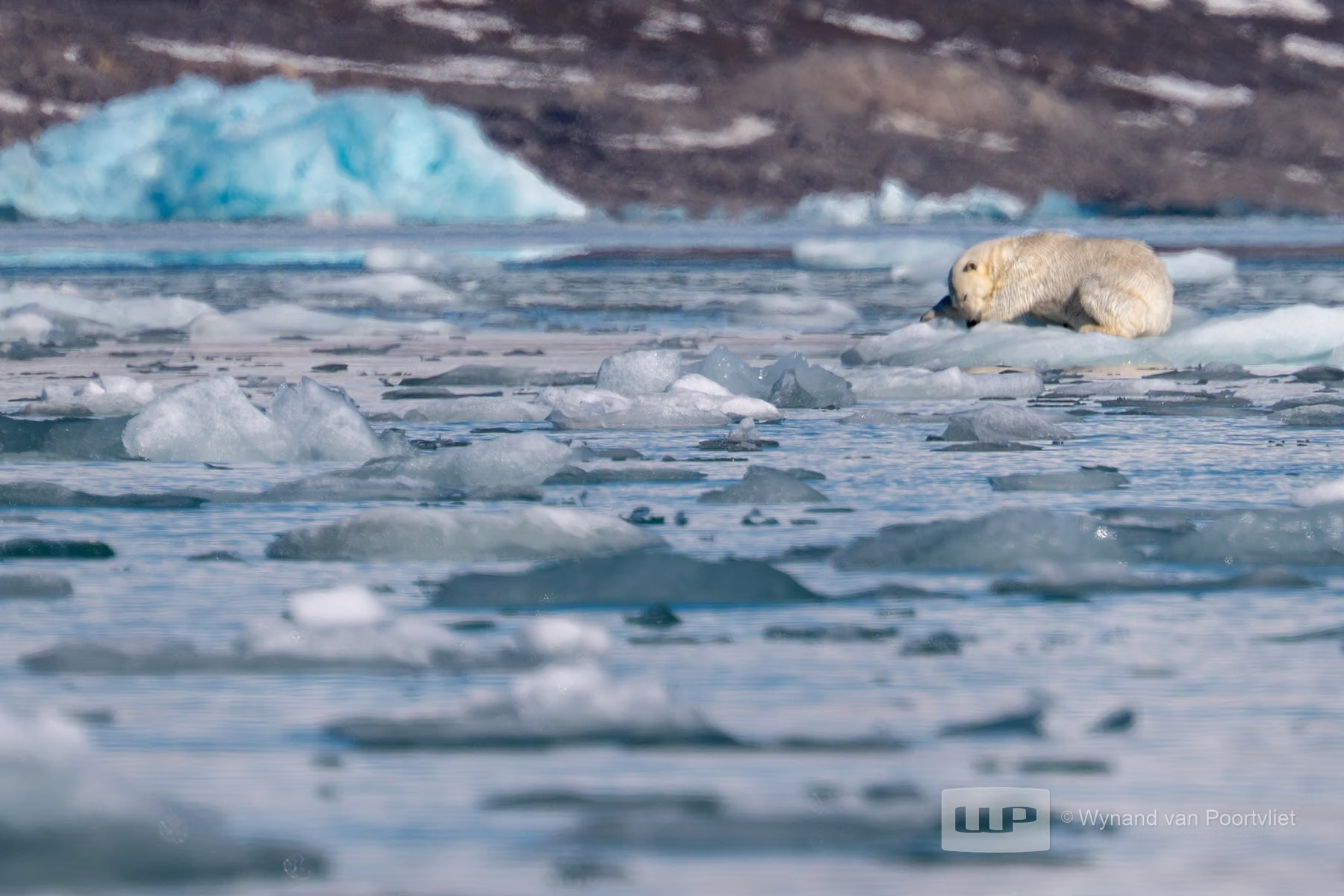 Polar Bear - Liefdeflorden - Monacobreen, Spitsbergen, Svalbard