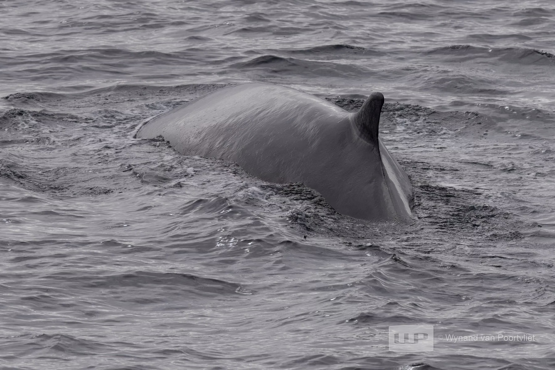 Minke whale - Spitsbergen, Svalbard