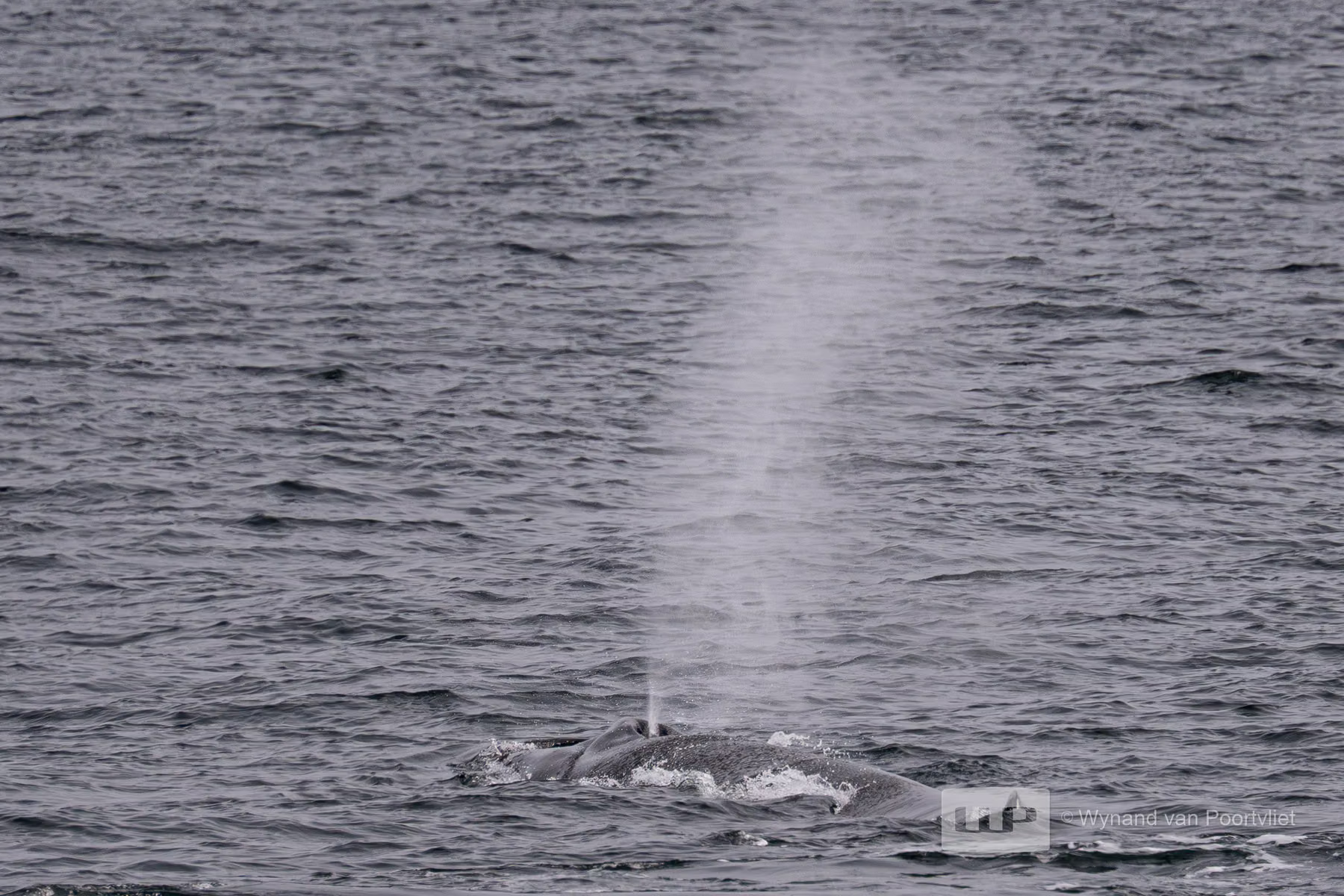 Minke whale  - Spitsbergen, Svalbard