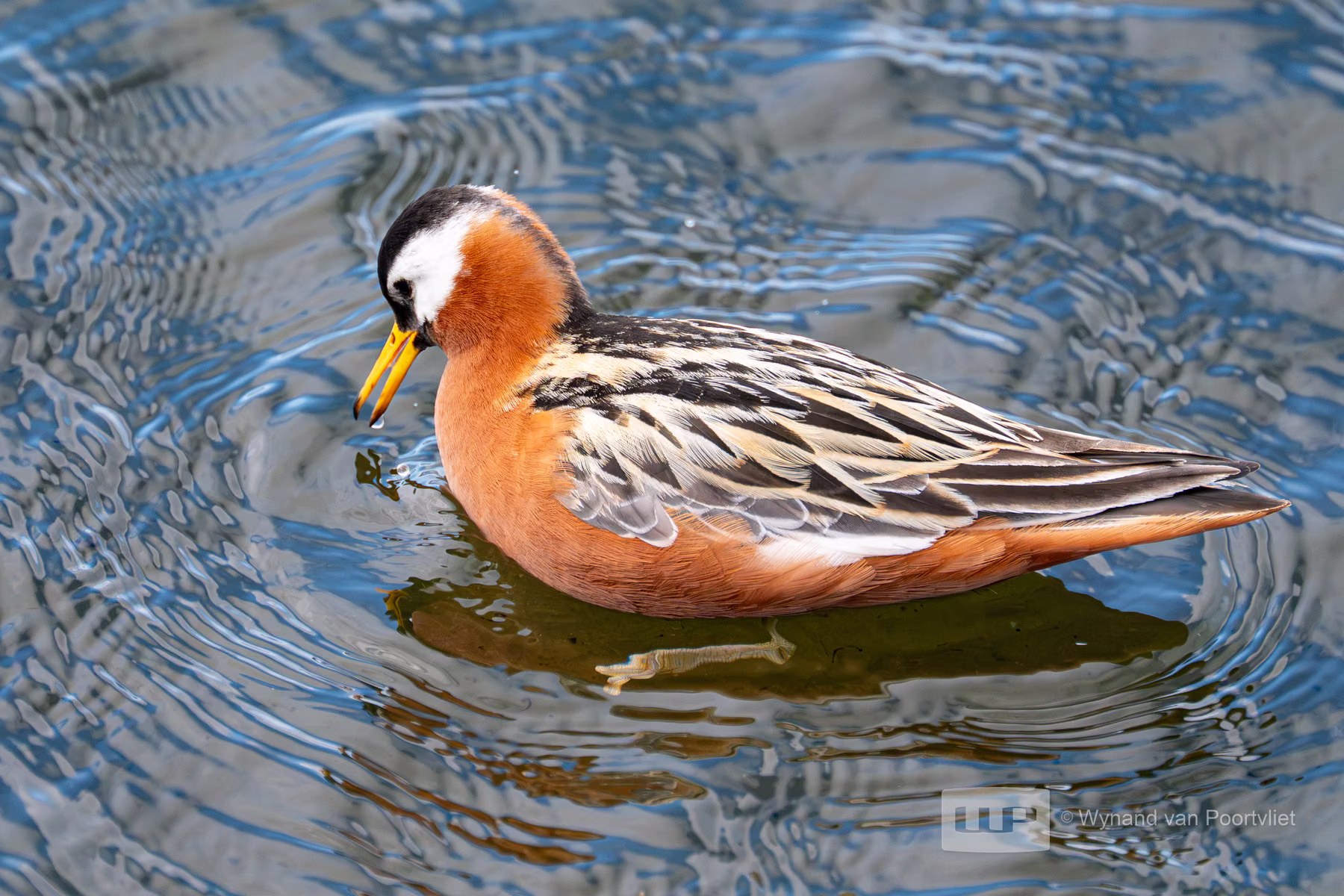 Grey Phalarope Bjorndalle -  Longyearbyen, Spitsbergen, Svalbard
