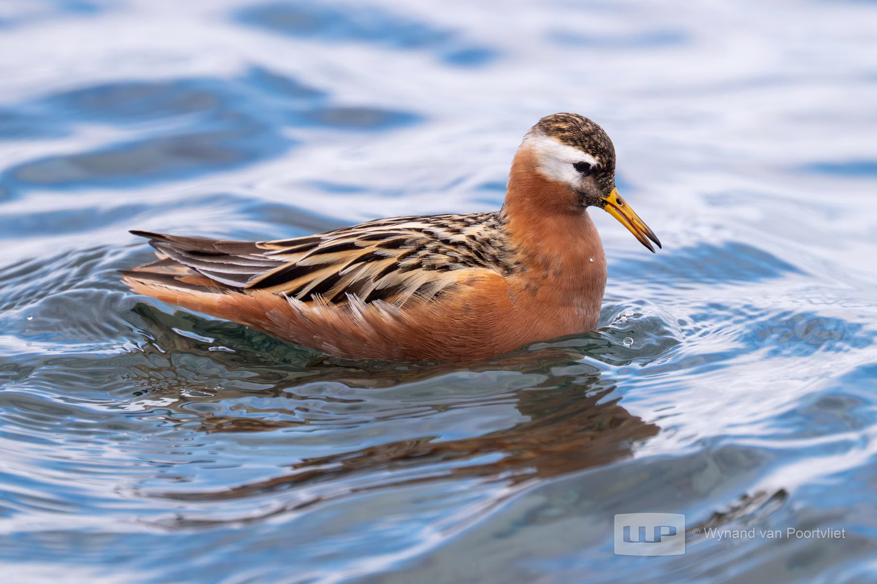 Grey Phalarope Bjorndalle -  Longyearbyen, Spitsbergen, Svalbard