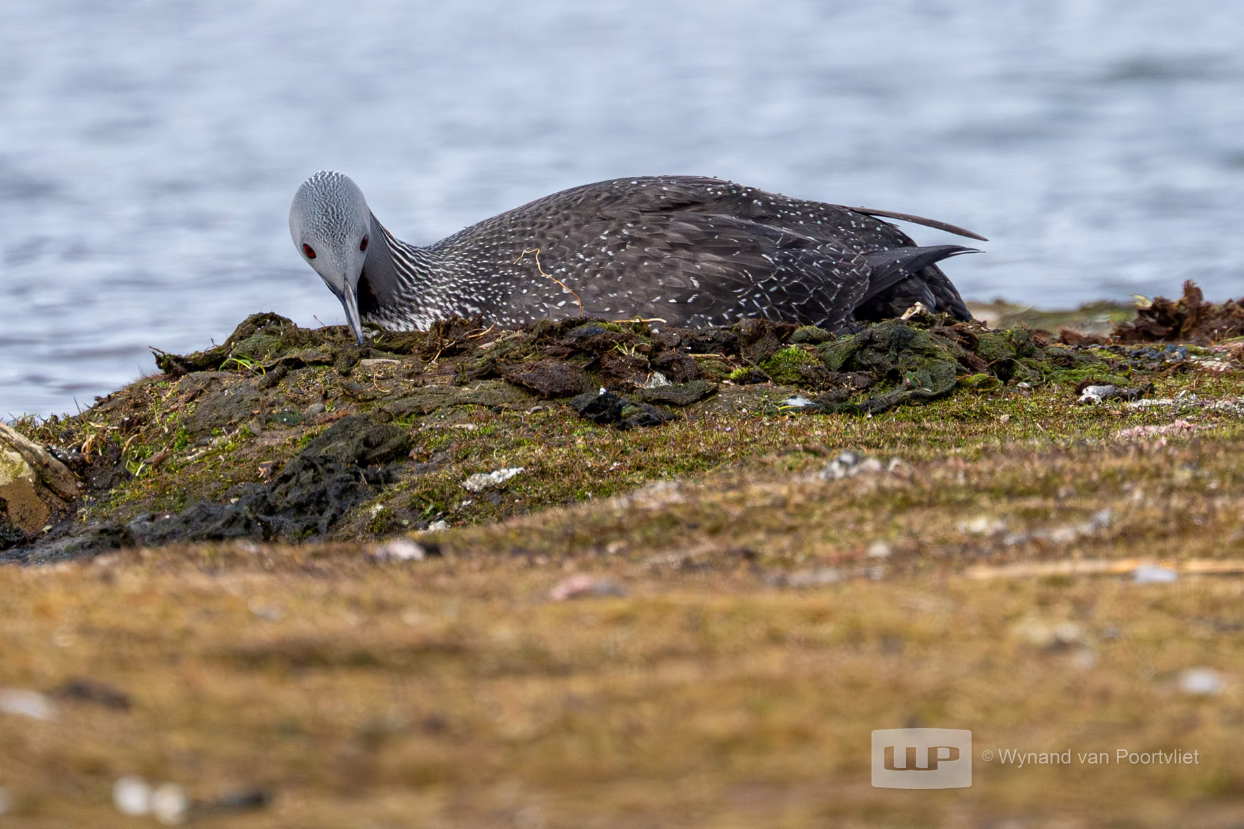 Red-throated diver - Bjorndalle -  Longyearbyen, Spitsbergen, Svalbard