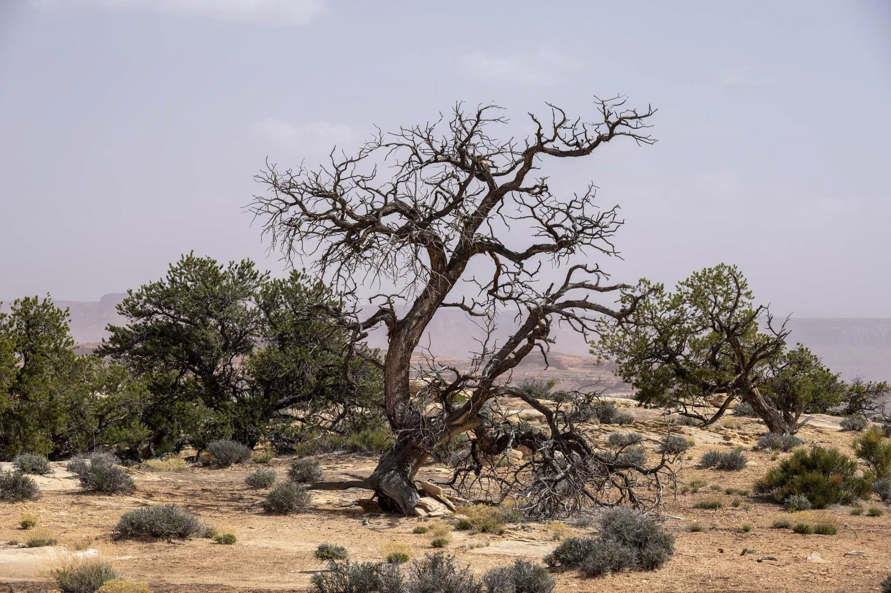 Canyonlands National Park - Utah - USA (2024)