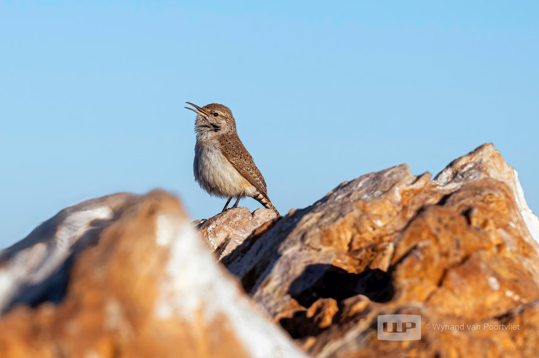 Rock Wren / Antelope Island State Park - Utah - USA
